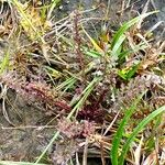 Pedicularis sylvatica Habit