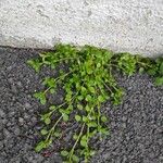 Stellaria apetala Leaf