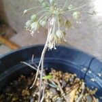 Allium paniculatum Blomst