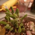 Crassula rogersii Hoja