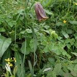 Fritillaria pyrenaica Habitus