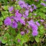 Ageratum houstonianum Flower