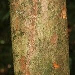 Siparuna decipiens Kabuk