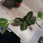 Maranta leuconeura Leht