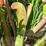 Sarracenia minor Лист