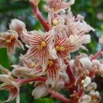 Acropogon jaffrei Квітка