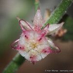 Ayenia compacta Leaf