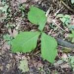 Arisaema triphyllumLeaf