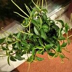 Peperomia glabella Ліст