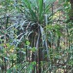 Pandanus urophyllus Yaprak