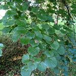 Tilia japonica Leaf