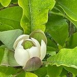 Magnolia virginianaFlor