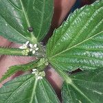 Caperonia castaneifolia പുഷ്പം