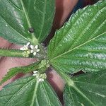 Caperonia castaneifolia Flors
