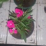 Dianthus chinensis花