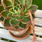 Echeveria agavoidesBlad