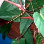 Philodendron erubescensFolha