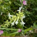 Stachys annua Květ