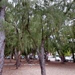 Casuarina equisetifolia عادت داشتن