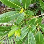 Tabebuia heterophylla Leaf