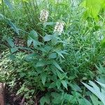 Teucrium canadenseFleur