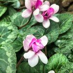 Cyclamen spp. Virág