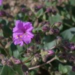 Mirabilis laevis عادت داشتن