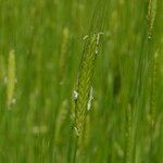 Triticum monococcum Flower