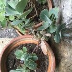 Kalanchoe laxiflora Leaf