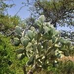 Opuntia maxima Blatt