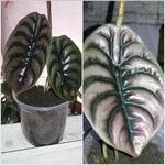 Alocasia cuprea Blatt