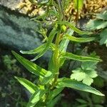 Oenothera × fallax Leaf