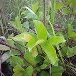 Nauclea latifolia Folio