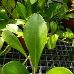 Peperomia amplexicaulis 葉