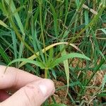 Valerianella dentata Leaf