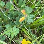 Lotus corniculatus Flor