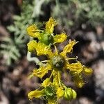 Ruta angustifolia Flower