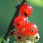 Ribes rubrum Fruit