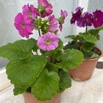 Primula obconica Квітка