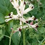 Fumaria agraria Flor