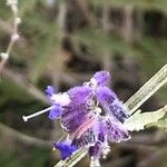 Perovskia atriplicifolia Fleur