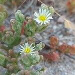 Mesembryanthemum nodiflorum Fleur