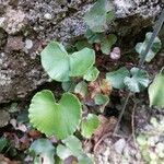 Adiantum reniforme Лист