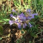 Orobanche nana Кветка