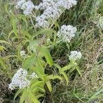 Eupatorium perfoliatumLorea