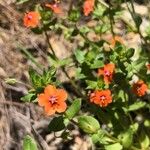 Lysimachia arvensisFlower