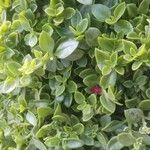 Mesembryanthemum cordifolium Leaf