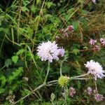 Knautia arvensisFlower