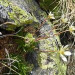 Saxifraga aspera Habit