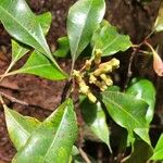 Syzygium aromaticum Цветок